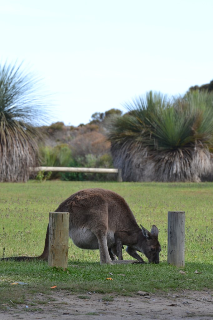 Kangaroo eating grass in Deep Creek national Park